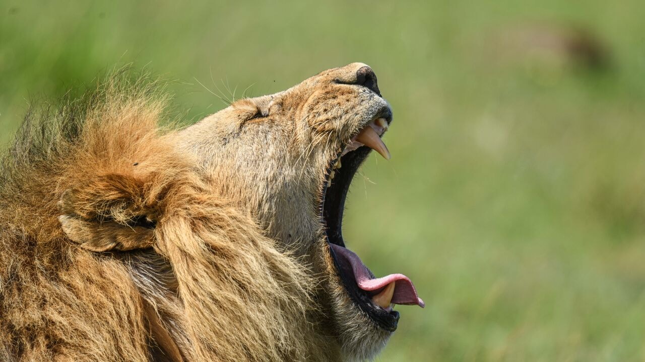 Tien leeuwen vermoedelijk vergiftigd in Ngorongoro-wildpark in Tanzania