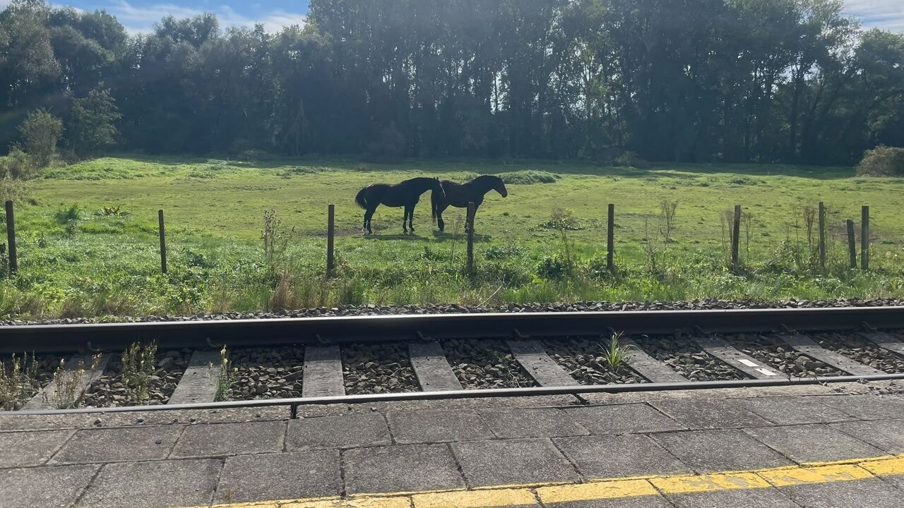 Rustigste treinlijn van Vlaanderen telt slechts enkele tientallen reizigers per dag: "Vragen betere aansluitingen, maar NMBS schrapt ritten"