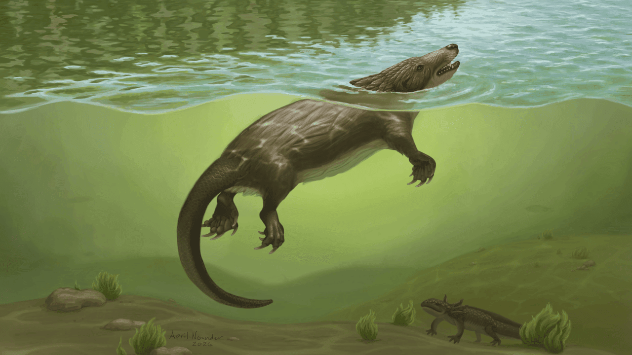 'Otter' die 165 miljoen jaar geleden tussen de dinosauriërs zwom: maak kennis met Megacauda sungei
