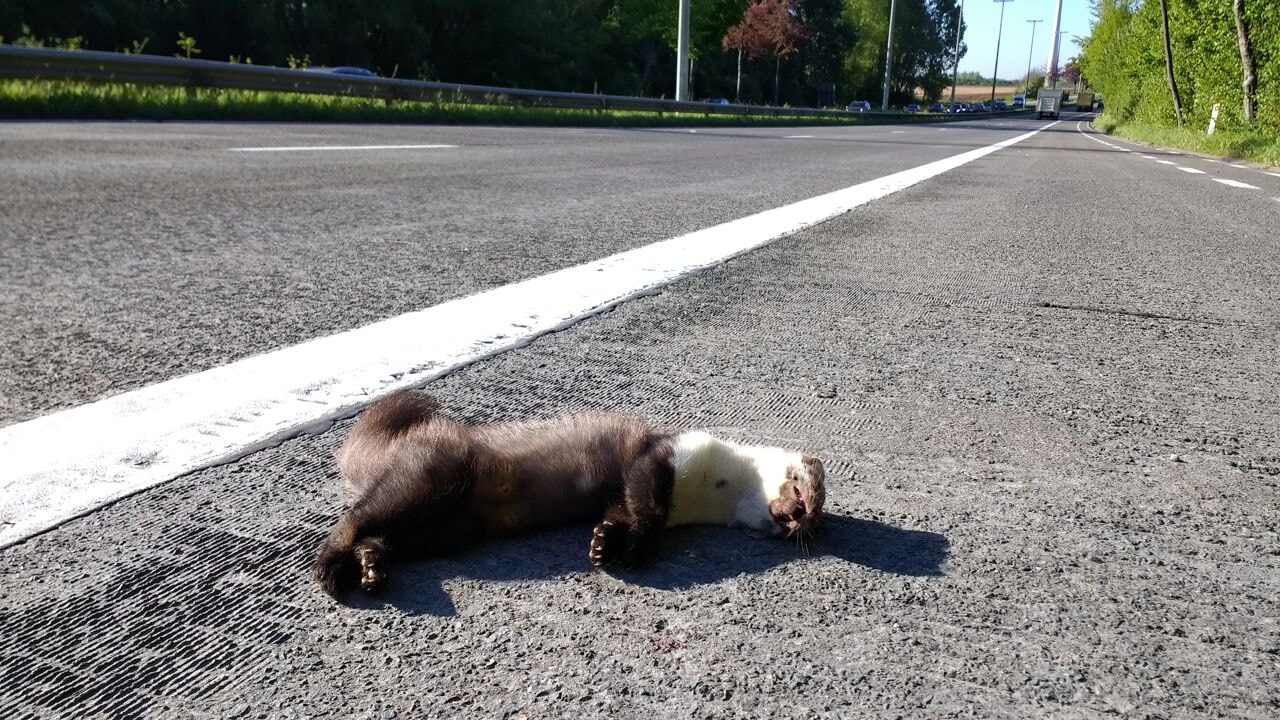 Minstens 30.000 dieren aangereden in 4 jaar tijd in Vlaanderen: dodelijkste weg ligt in Antwerpen