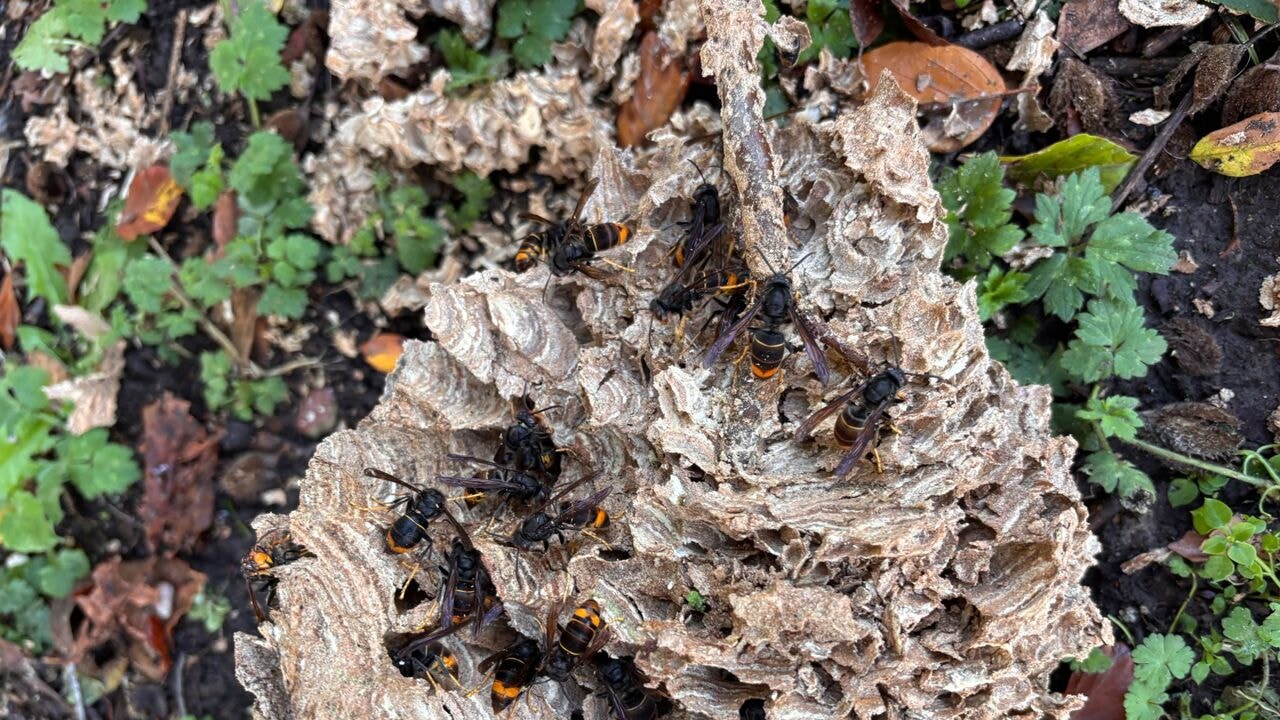 Youri (51) verrast door Aziatische hoornaars na storm: "Ze vallen uit de bomen door de wind"