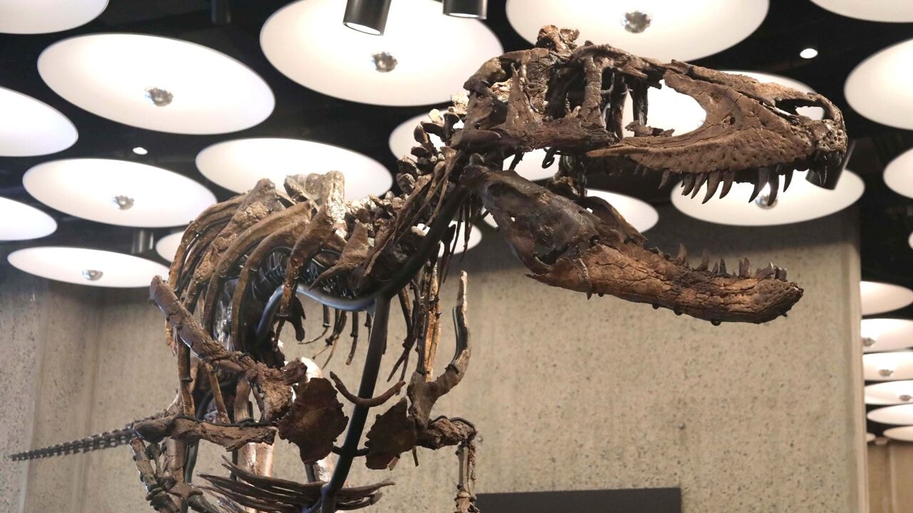 Dinoskelet 'Jodi' geveild voor 47 miljoen dollar