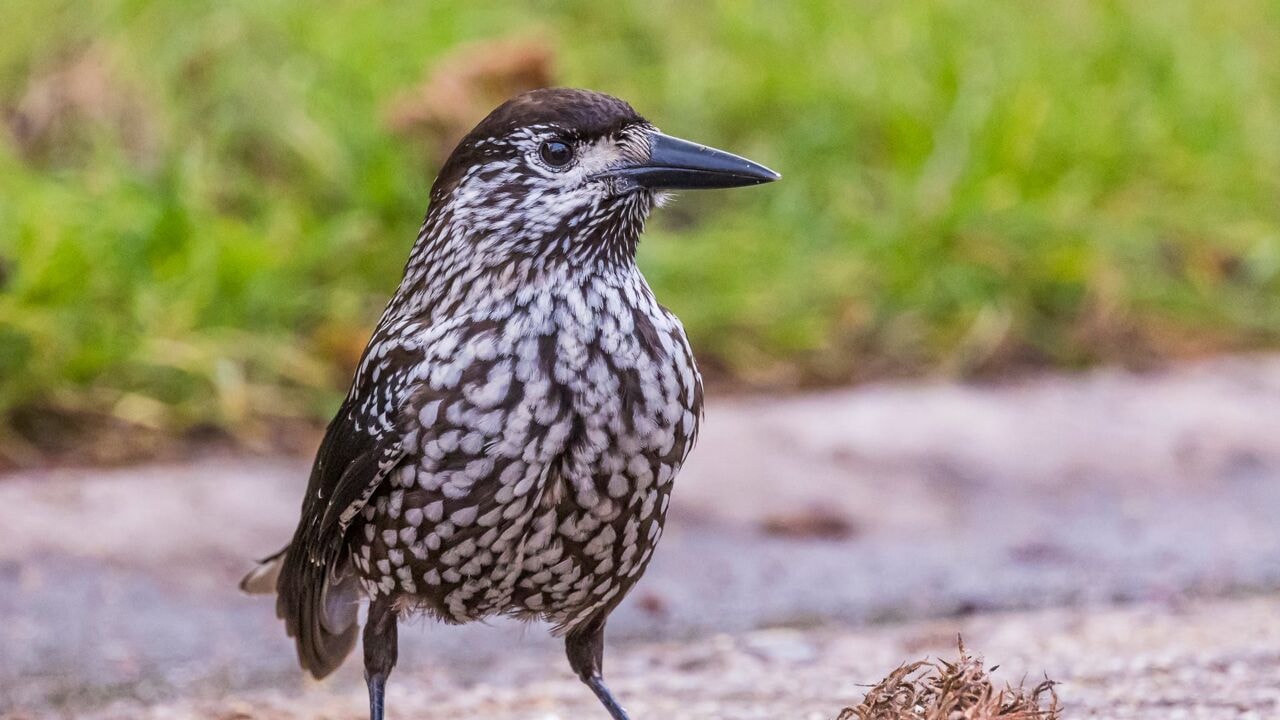 Hobbyfotograaf Eddy uit Landen spot dunsnavelnotenkraker: "Zeldzaam fenomeen aan de gang"