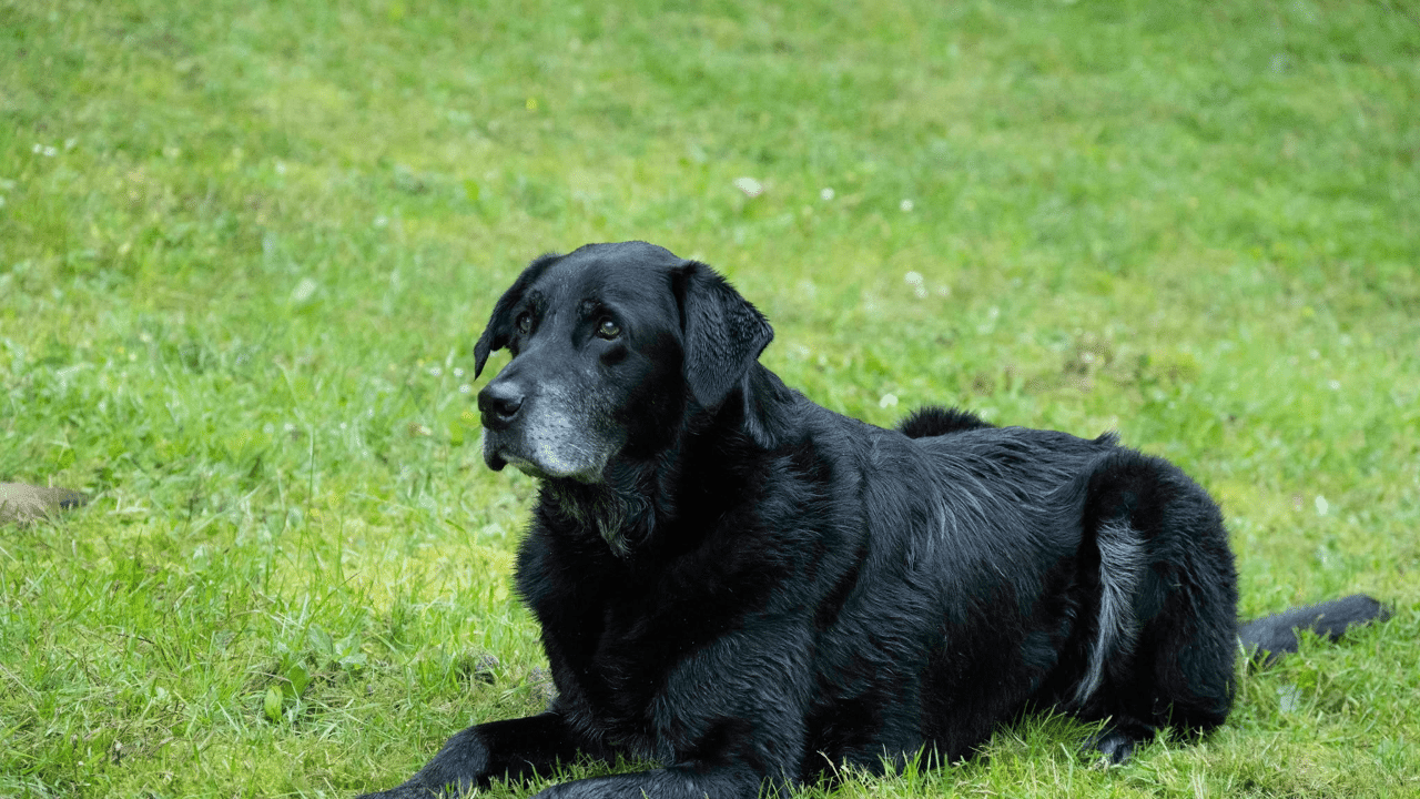 Antwerpse politie neemt afscheid van Billy (10), de eerste explosievenhond in België