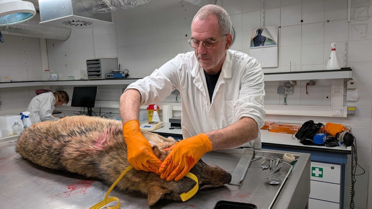 Mee in het autopsielabo: doodgereden wolf in Zoersel lijkt niet Ben, kenmerkende staartvlek ontbreekt
