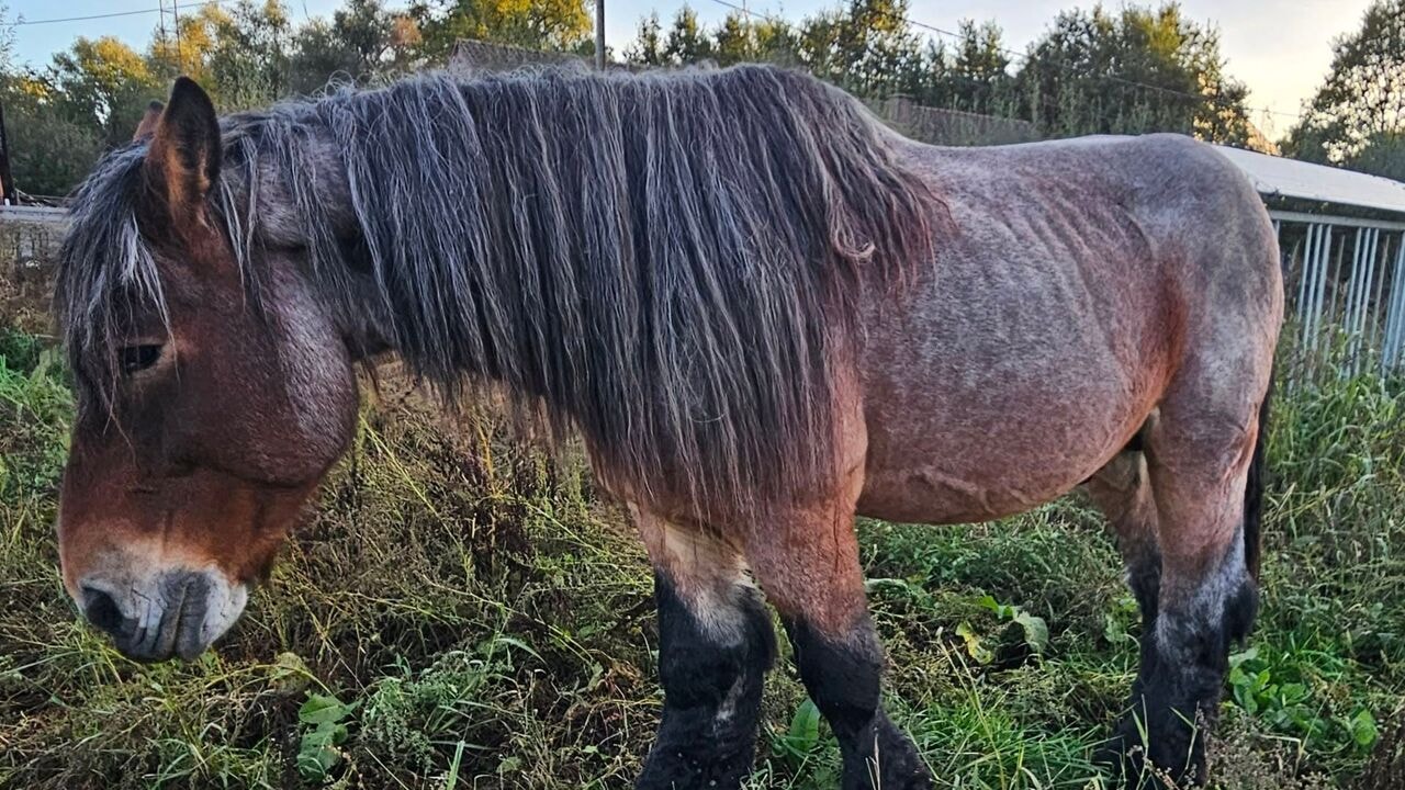 Verwaarloosd paard zonder tanden gered uit wei in Kortessem: "Onzeker of dier het haalt"